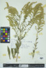 Solidago canadensis image