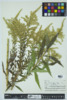 Solidago altissima image