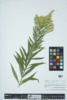 Solidago canadensis image