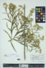 Euthamia graminifolia image