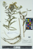 Euthamia graminifolia image