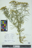 Euthamia graminifolia image