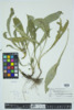 Solidago juncea image