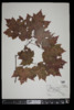 Acer rubrum image