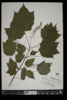 Acer spicatum image