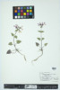 Lunaria annua image