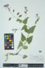 Lunaria annua image