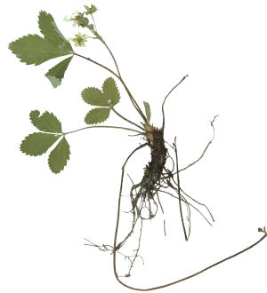 Plant specimen