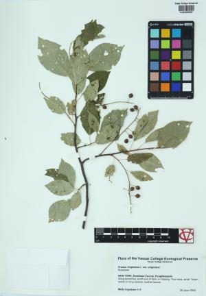 6136-Service File.jpg