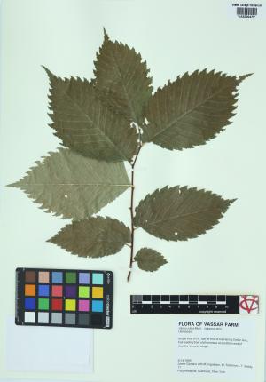 6384-Service File.jpg