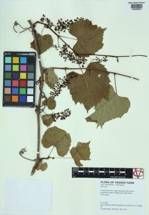 6485-Service File.jpg