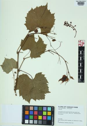 6490-Service File.jpg