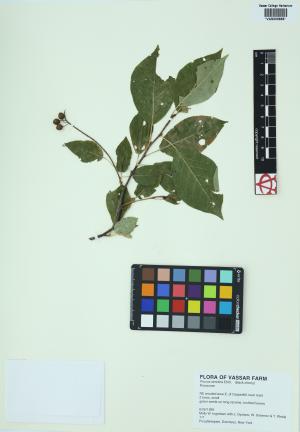 6498-Service File.jpg