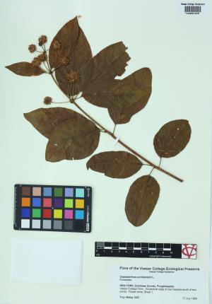 6748-Service File.jpg