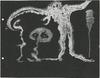 10829-Thumbnail Image.jpg