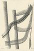 10868-Thumbnail Image.jpg