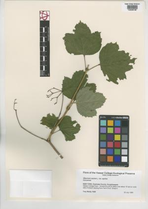 9946-Service File.jpg