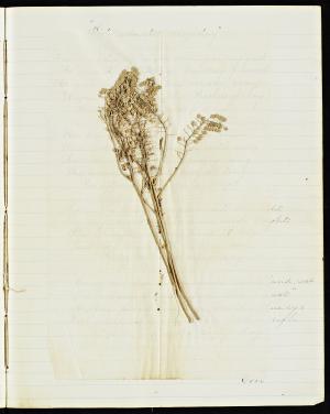 49801-Service File.jpg