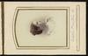 79917-Thumbnail Image.jpg