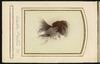 80658-Thumbnail Image.jpg