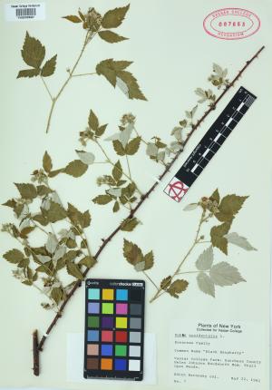 84977-Service File.jpg