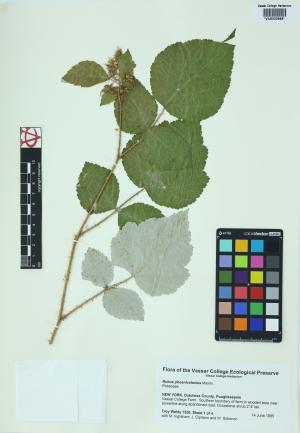 84978-Service File.jpg