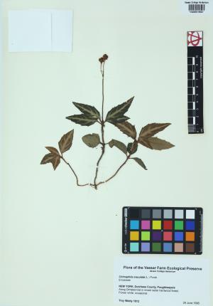 85144-Service File.jpg