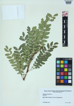 85176-Service File.jpg