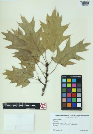 85195-Service File.jpg