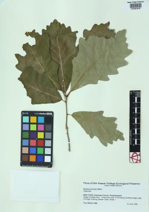 85212-Service File.jpg