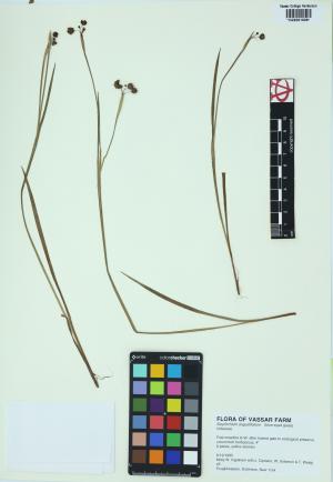 85265-Service File.jpg