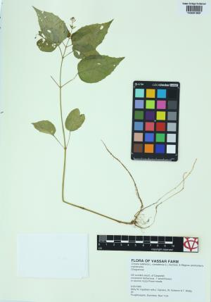 85299-Service File.jpg