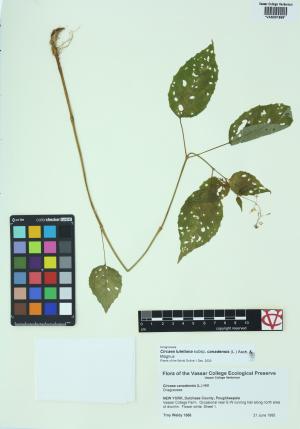 85303-Service File.jpg