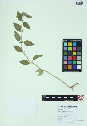 85333-Service File.jpg