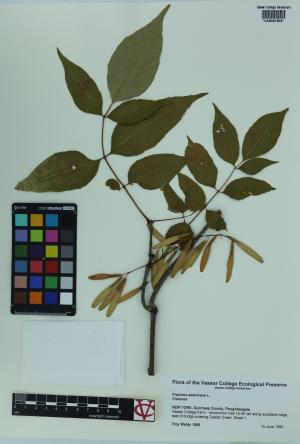 85336-Service File.jpg
