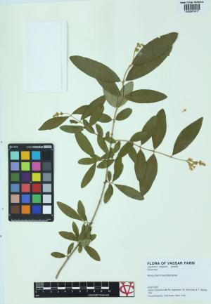 85350-Service File.jpg
