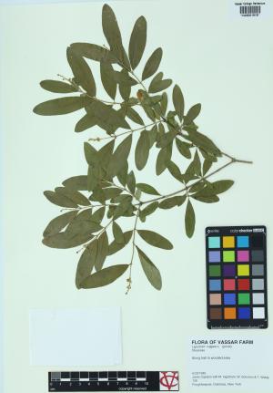 85352-Service File.jpg