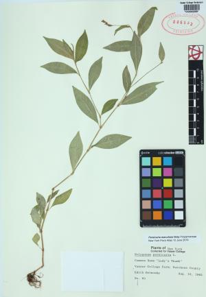 85439-Service File.jpg