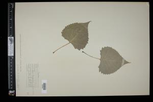 86919-Service File.jpg