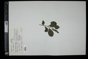 86921-Service File.jpg