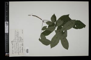 86923-Service File.jpg