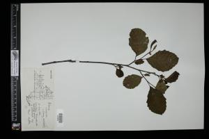 86924-Service File.jpg