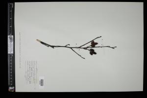 86925-Service File.jpg