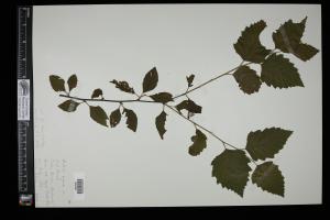 86926-Service File.jpg
