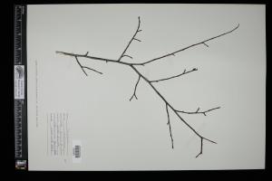 86928-Service File.jpg