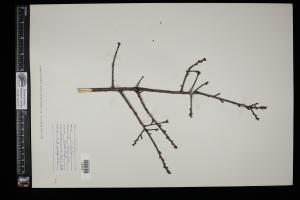 86931-Service File.jpg