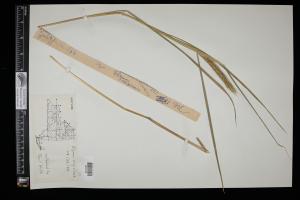 86977-Service File.jpg