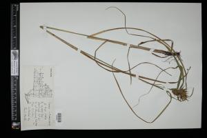 87115-Service File.jpg
