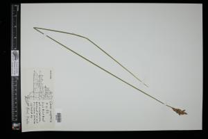 87129-Service File.jpg
