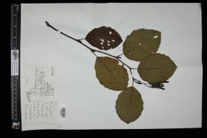 87229-Service File.jpg
